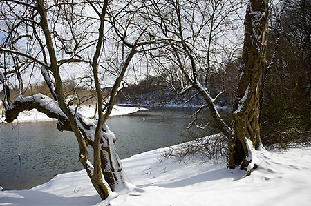 Swan and Snow on the Rivanna River, Charlottesville, VA